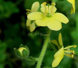  Flowering shoot